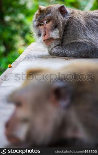 One pouting monkey gives another the silent treatment in the Monkey Temple in Ubud, Bali, Indonesia