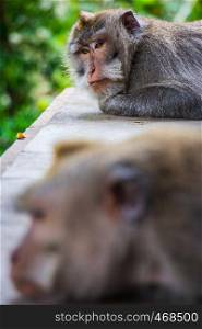 One pouting monkey gives another the silent treatment in the Monkey Temple in Ubud, Bali, Indonesia