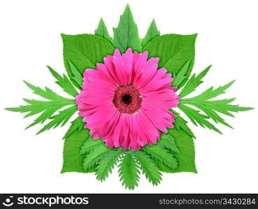One purple flower with green leaf. Nature ornament template for your design. Isolated on white background. Close-up. Studio photography.