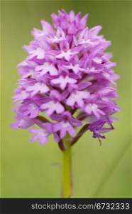 One Pyramidal Orchid found in the sand dunes of Daymer Bay. Cornwall, UK.