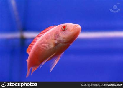 one red aulonocara fish swimming in aquarium tank