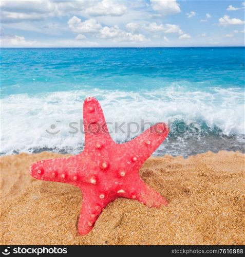 one red big starfish in sand by seaside. starfish ain sand