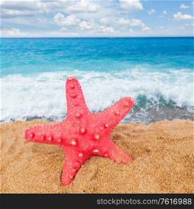 one red big starfish in sand by seaside. starfish ain sand