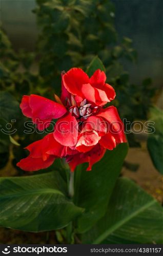 one red flower outdoor closeup shot