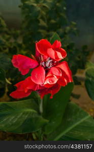 one red flower outdoor closeup shot