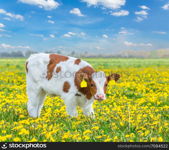 One red Holstein calf stands in dutch pasture with yellow dandelions