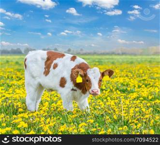 One red Holstein calf stands in dutch pasture with yellow dandelions
