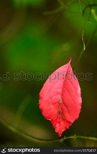 One Red Leaf
