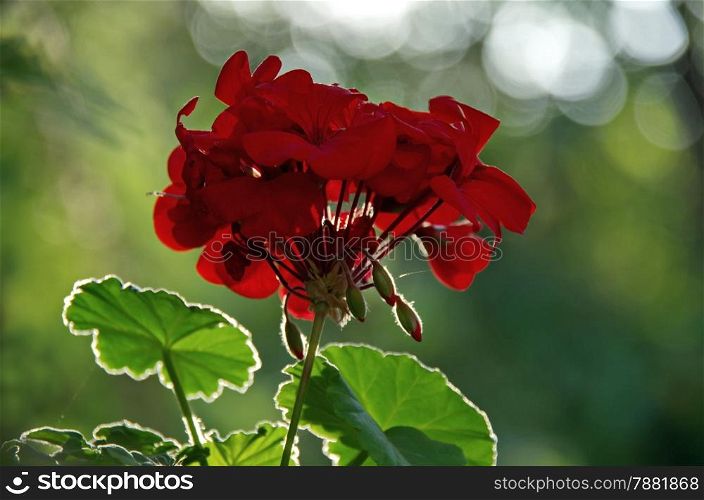 One red pelargonium flower in bright light and big kontrast