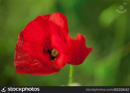 One red poppy against the green grass