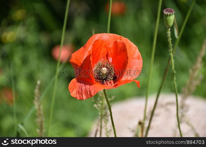 One red poppy flower close up by a green background