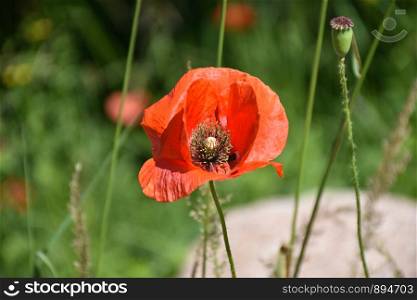 One red poppy flower close up by a green background