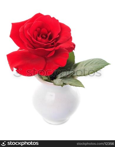 One red rose in vase isolated on white background