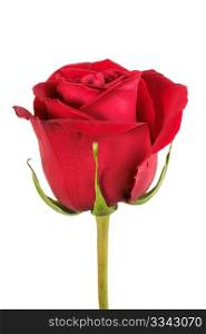 One red rose isolated on white background. Close-up. Studio photography.