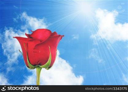 One red rose on blue-sky background. Close-up. Studio photography.