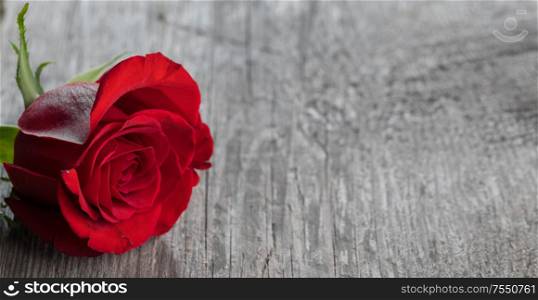 One red rose on gray wooden background holiday romantic gift. Red rose on wood