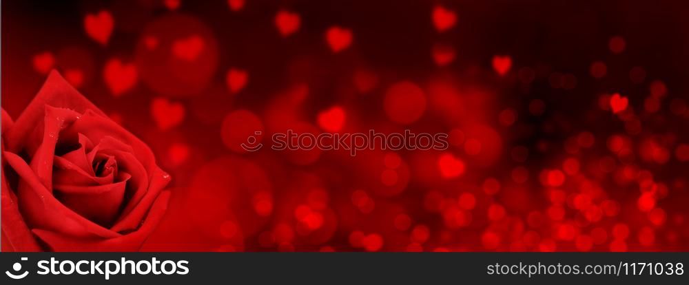 one red rose on hearts shaped and red blur lights background in panoramic size