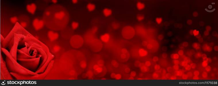 one red rose on hearts shaped and red blur lights background in panoramic size