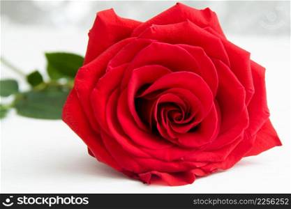 one Red Rose with boke Background. - Valentines and 8 March Mother Women&rsquo;s Day concept. One Red Rose with boke Background. - Valentines and 8 March Mother Women&rsquo;s Day concept.