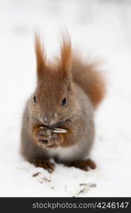 One Red Squirrel in Lazenki Park, Warszawa, Poland.