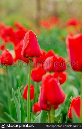 One red tulip focus on blurred tulip field background. Red flowers in the garden.. One red tulip focus on blurred tulip field background.