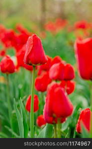 One red tulip focus on blurred tulip field background. Red flowers in the garden.. One red tulip focus on blurred tulip field background.