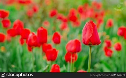 One red tulip focus on blurred tulip field background. Red flowers in the garden.. One red tulip focus on blurred tulip field background.