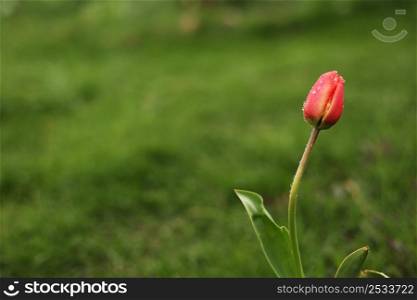 one red tulip grows against the green grass background. take care of the flowers. plant and home gardening. seasonal spring April and May beautiful flowers.. one red tulip grows against the green grass background. take care of the flowers. plant and home gardening. seasonal spring April and May beautiful flowers