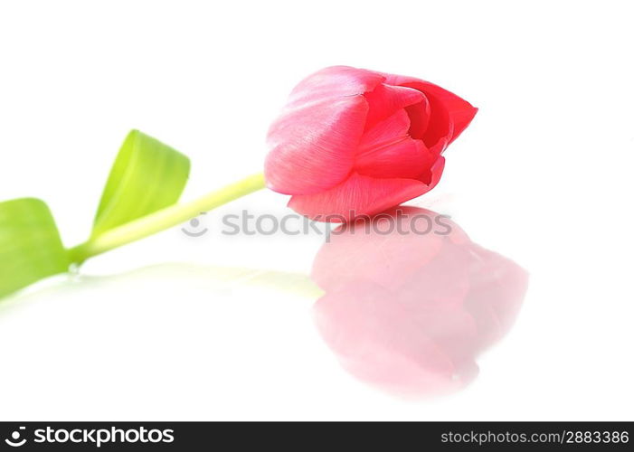 One red tulip isolated close up