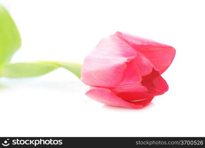 One red tulip isolated close up