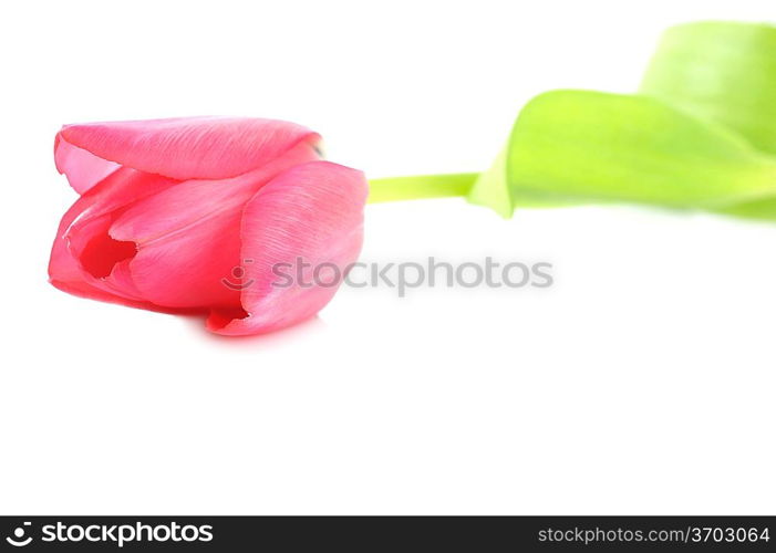 One red tulip isolated close up