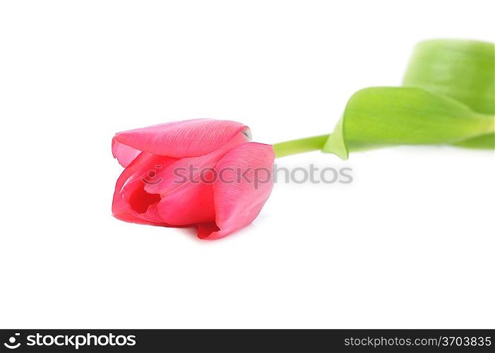 One red tulip isolated close up