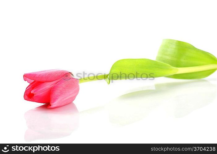 One red tulip isolated close up