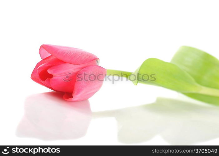 One red tulip isolated close up