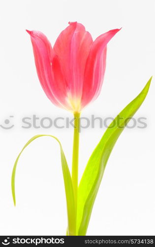 One red tulip isolated on white background