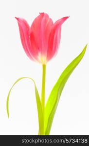 One red tulip isolated on white background