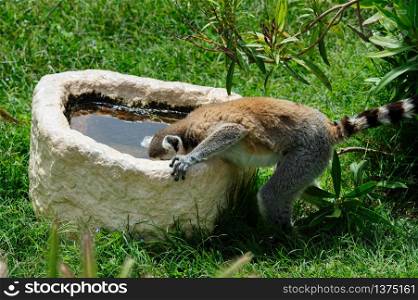 One Ring-tailed Lemur drinks the water from stone pot. Ring-tailed Lemur drinks the water