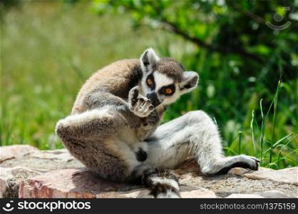 One Ring-tailed Lemur licking his right leg. Ring-tailed Lemur licks his leg
