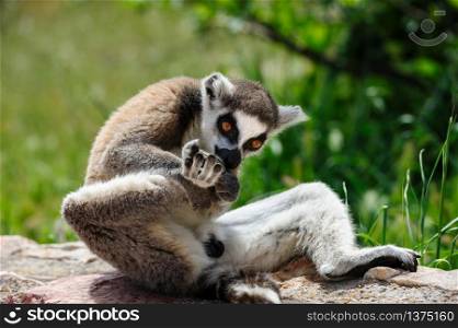 One Ring-tailed Lemur licking his right leg. Ring-tailed Lemur licks his leg