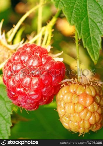 One ripe and one immature raspberries on the bush