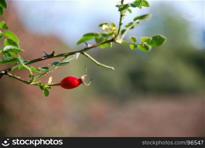 One ripe rosehip berry on a twig by a blurred background