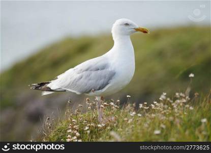 One sea gull perched on a cliff amoungst flowers.