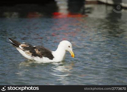 One Sea Gull swimming in calm harbour water.