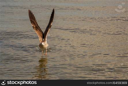 One Seagull flying in calm water on a river
