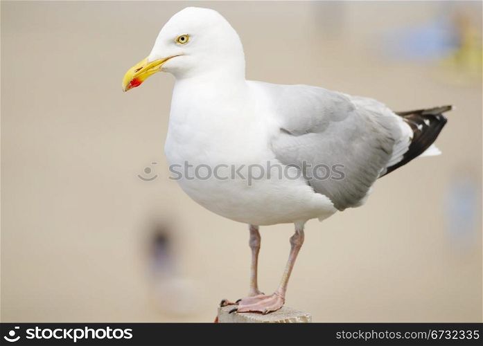 One Seagull standing on fence post. Beach background.