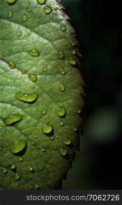 One separate green leaf with water drops on it