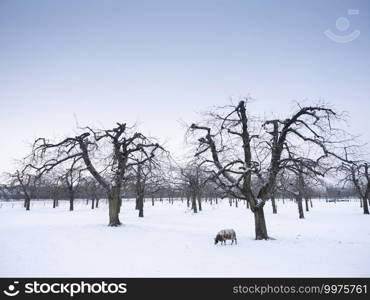 one sheep in snow covered winter orchard near utrecht in the netherlands