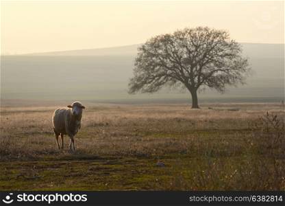 One sheep on field in the sunset