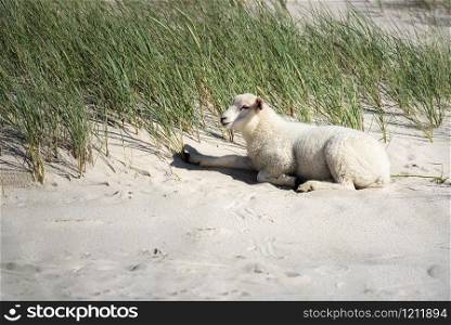 One sheep sitting on sand, on grassy dune, on Sylt island beach, at North Sea, Germany. Cute baby sheep on beach. White lamb in sunlight on dunes.
