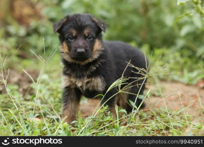 One sheepdog puppy walks in the grass. Shepherd.. One sheepdog puppy walks in grass. Shepherd.